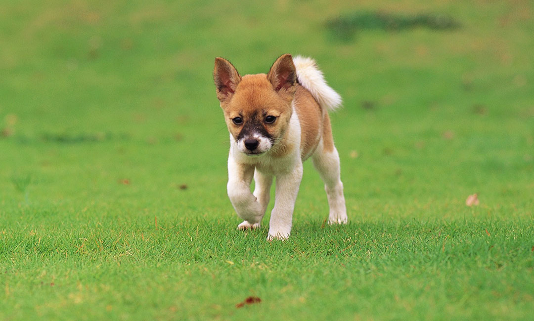 吉安叮叮宠物商业计划书案例